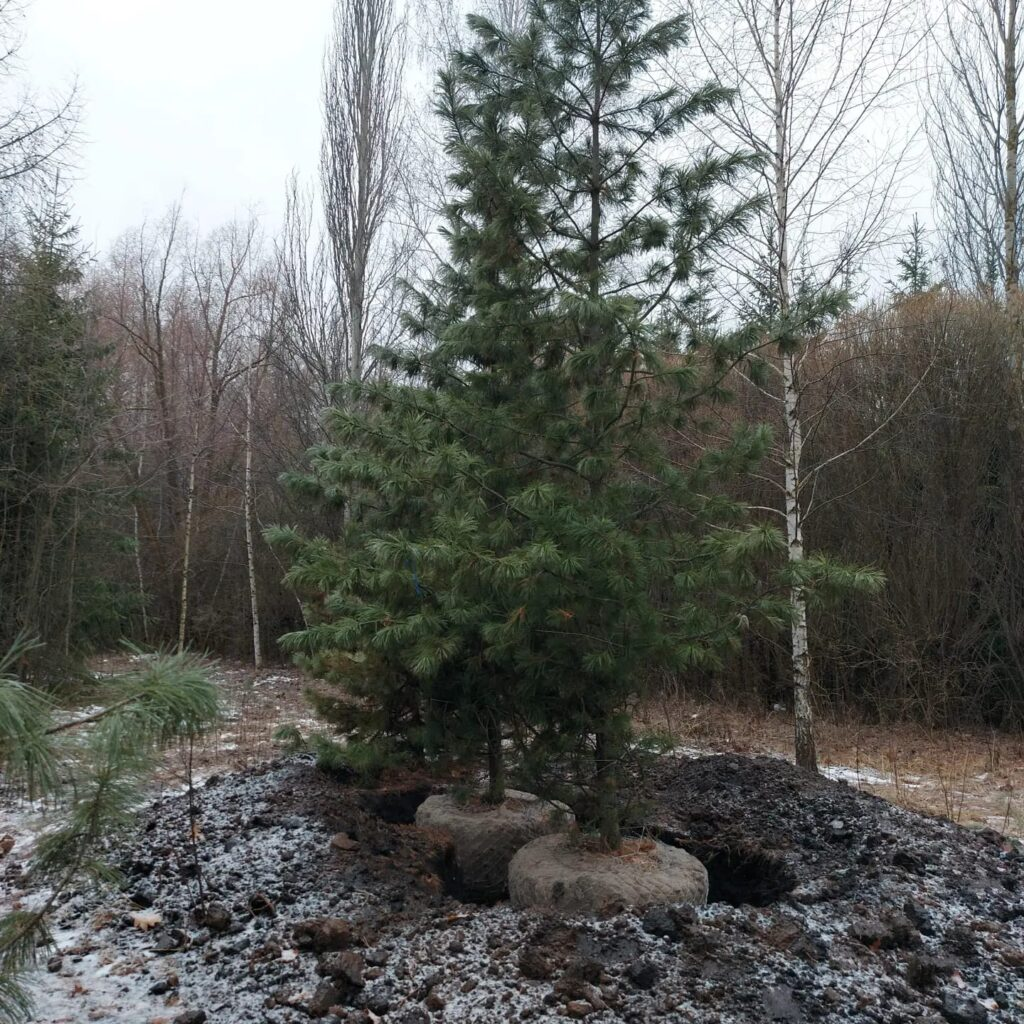 ЗЕЛЕНЬ ДЛЯ НЕМНОГИХ, или дендропарк в кольце 