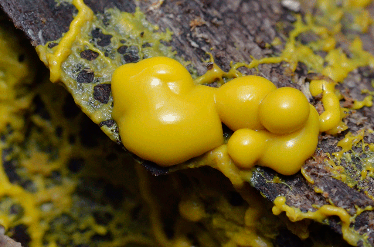 Слизистые грибы. Гриб Physarum polycephalum. Слизевик Физарум многоголовый. Physarum polycephalum (Физарум многоголовый). Физарум ПОЛИЦЕФАЛУМ слизевики.