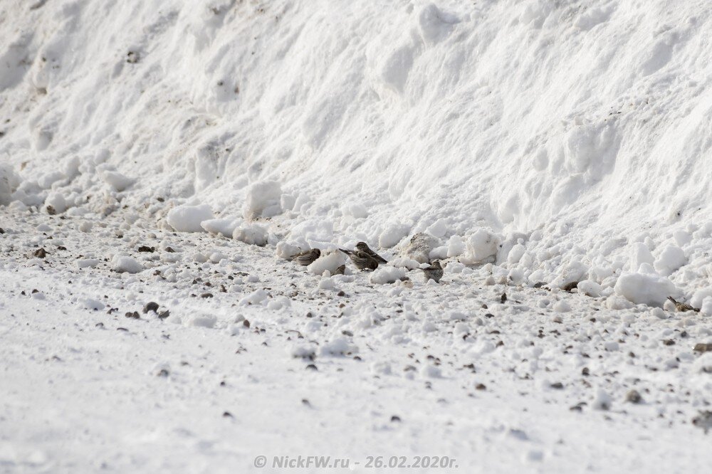 2. Чечётки на обочине © NickFW.ru - 26.02.2020г.
