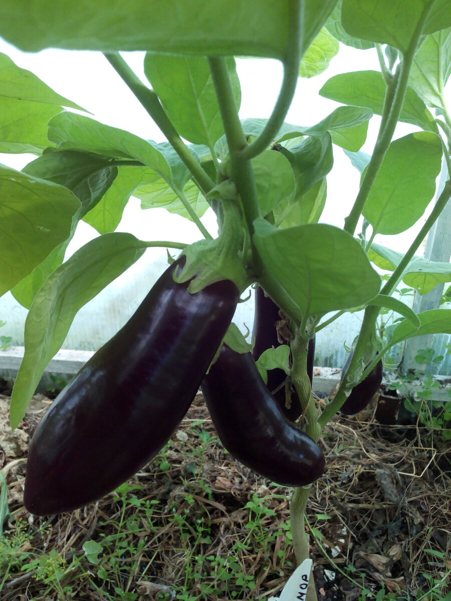 Баклажаны: как посадить семена и вырастить рассаду дома