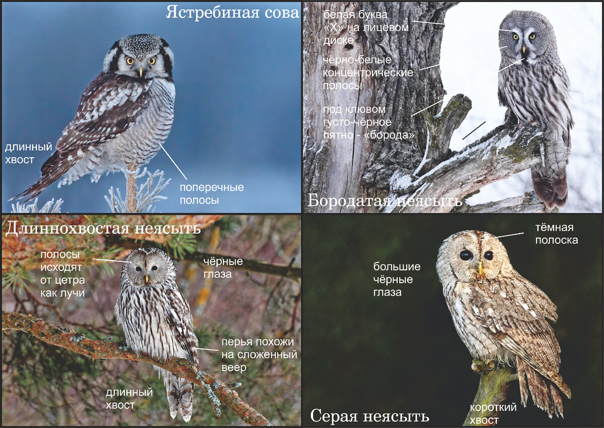 Фото: vyatka, Фионина Елена, Новосёлова Светлана и из интернета