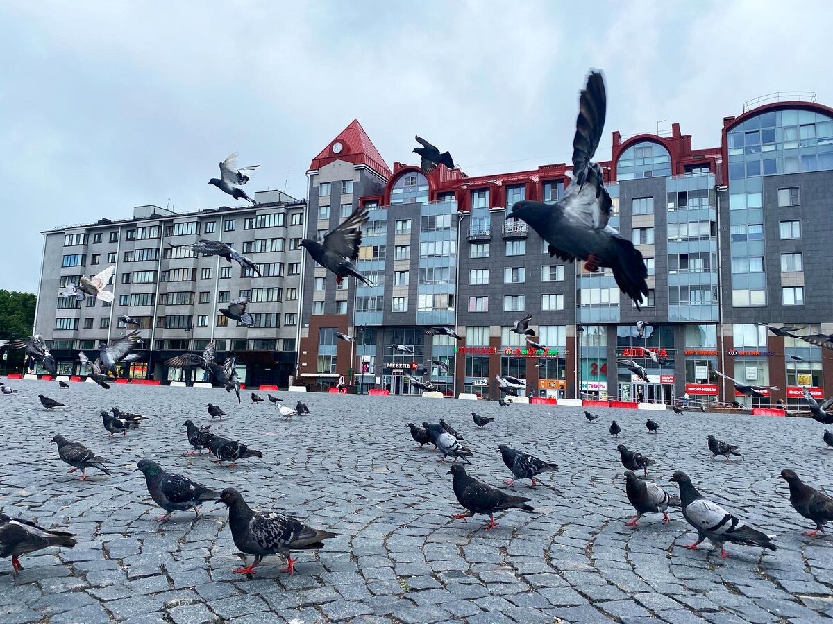 Голубиная активность на Красной площади Выборга