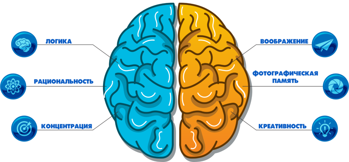 Какое полушарие получает больше света и тепла. Развитие полушарий. Полушария и профессии. Полушария мужчины и женщины. Левое и правое полушарие картинки.