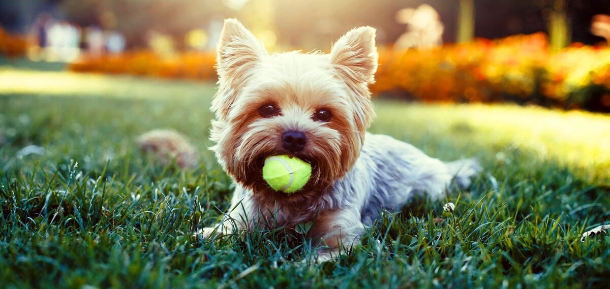      Самые популярные породы собак