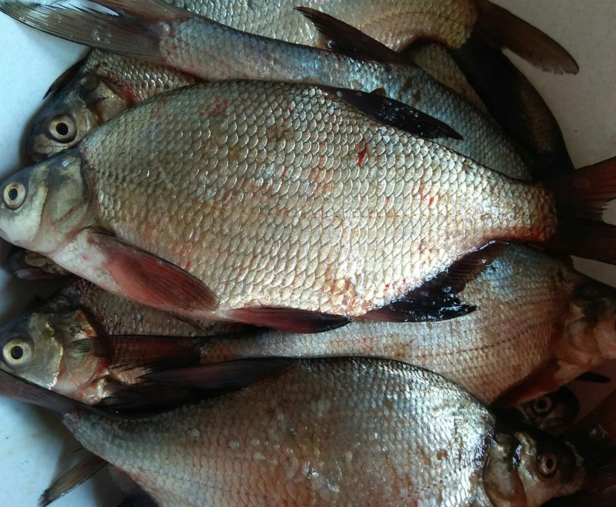 #bream