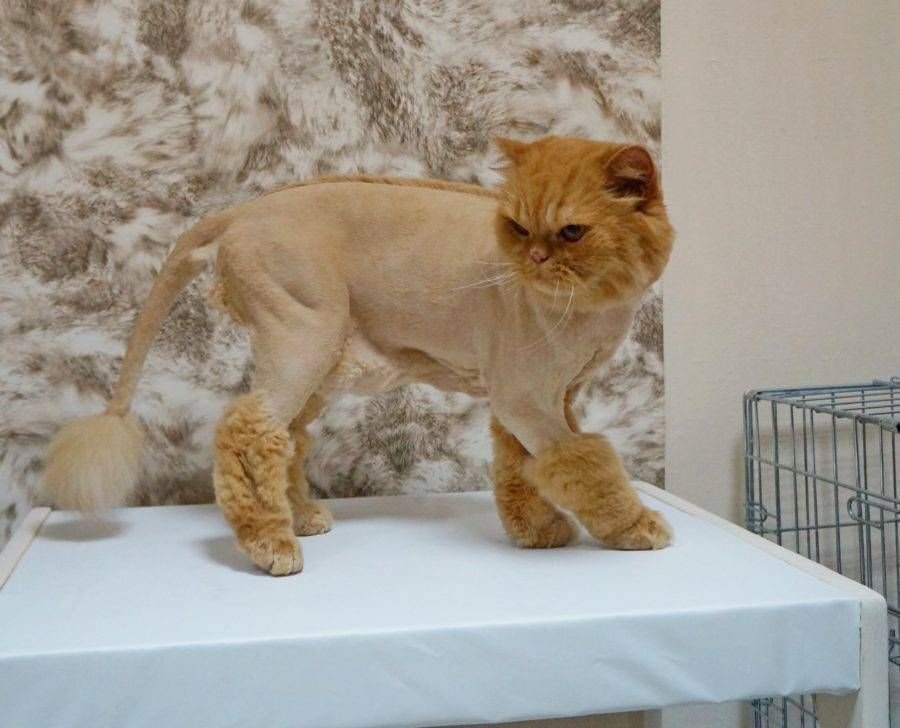 Стрижка под кошку. Стрижка котов. Стрижка кота под Льва. Кошачья стрижка под Льва. Кошка стрижка Лев.