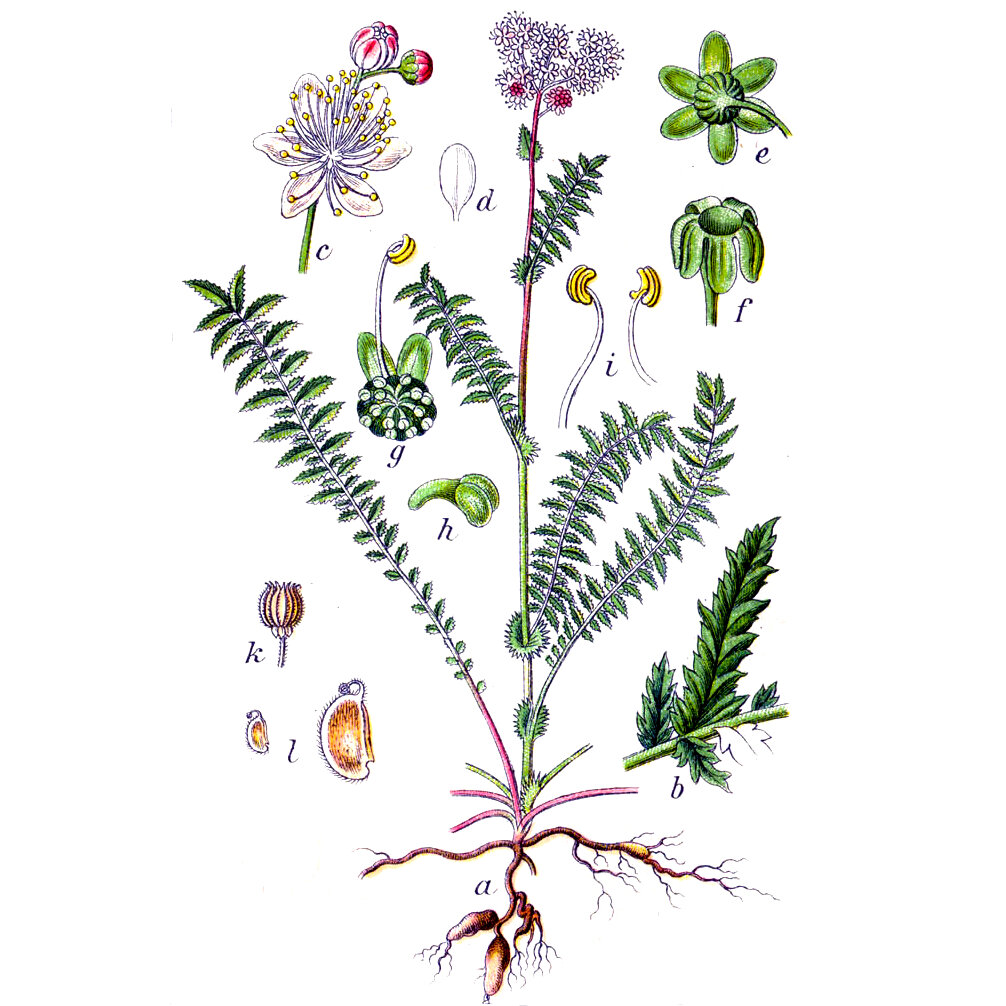 Ботаническая иллюстрация таволги авторства немецкого учёного Якоба Штурма, выполненная в 1796 году. По материалам из открытых источников