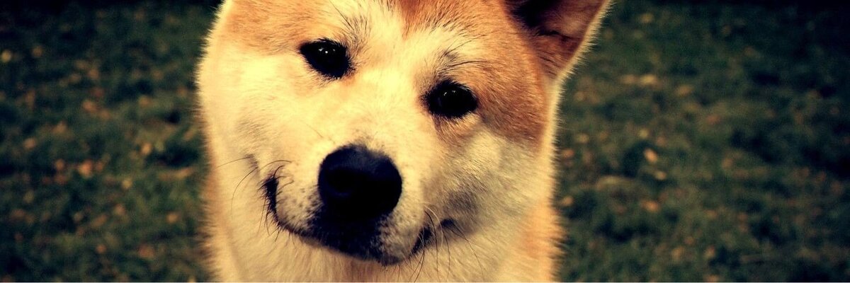 Акита-ину. Яндекс.картинки