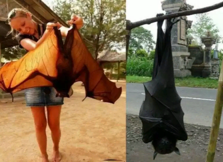 не то ,что наши безобидные мышки