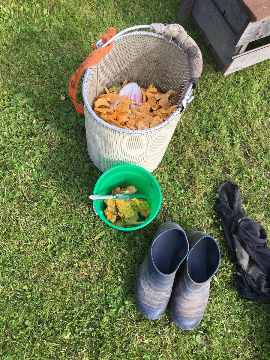 Вот такой сбор получился на выходных