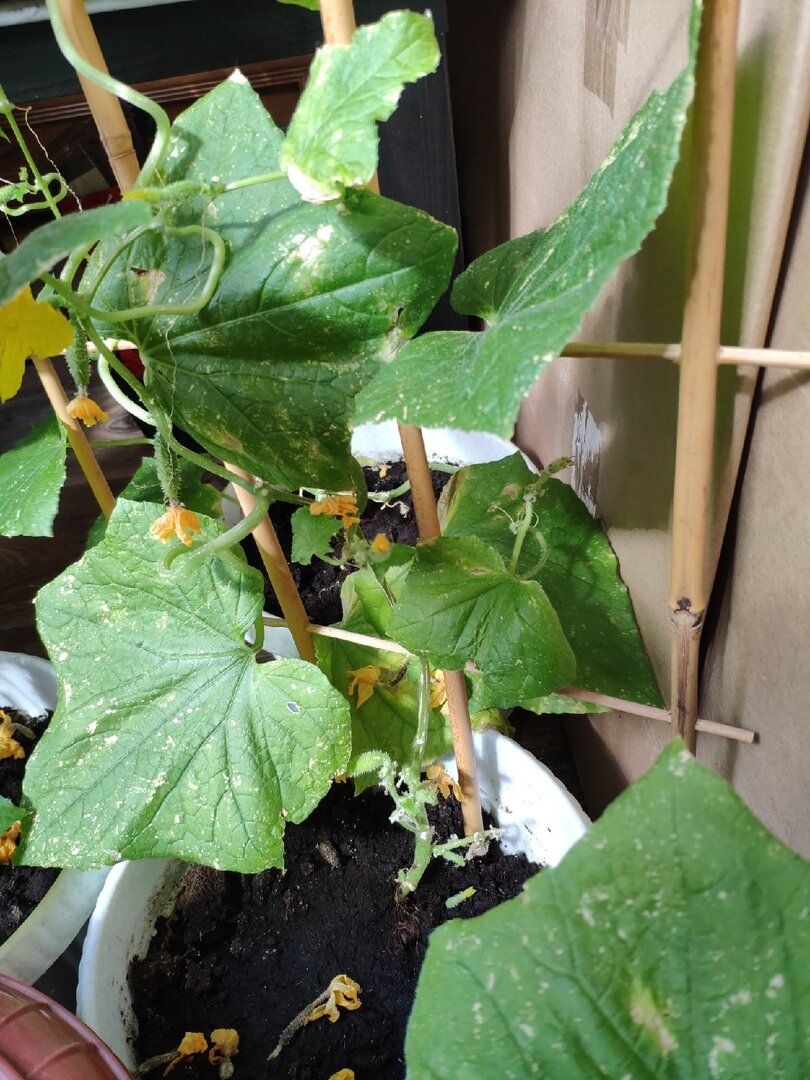 Огурцы "до". Когда я поставила на солнечную сторону