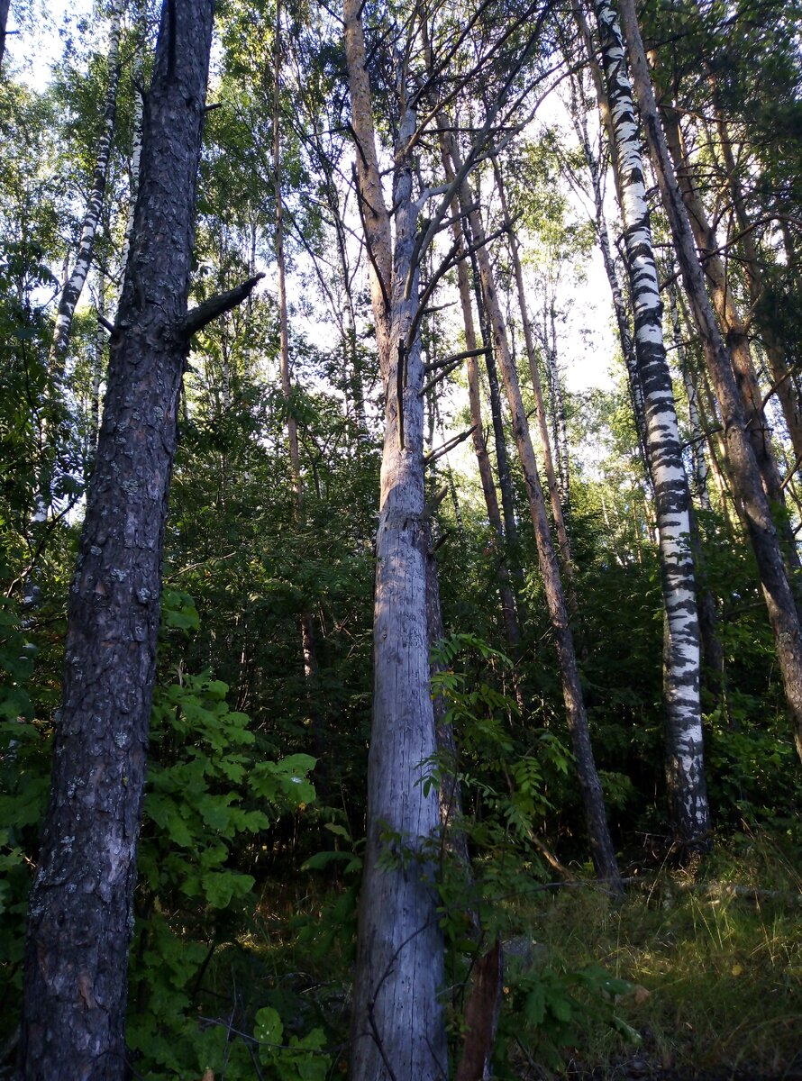 Фото 1.