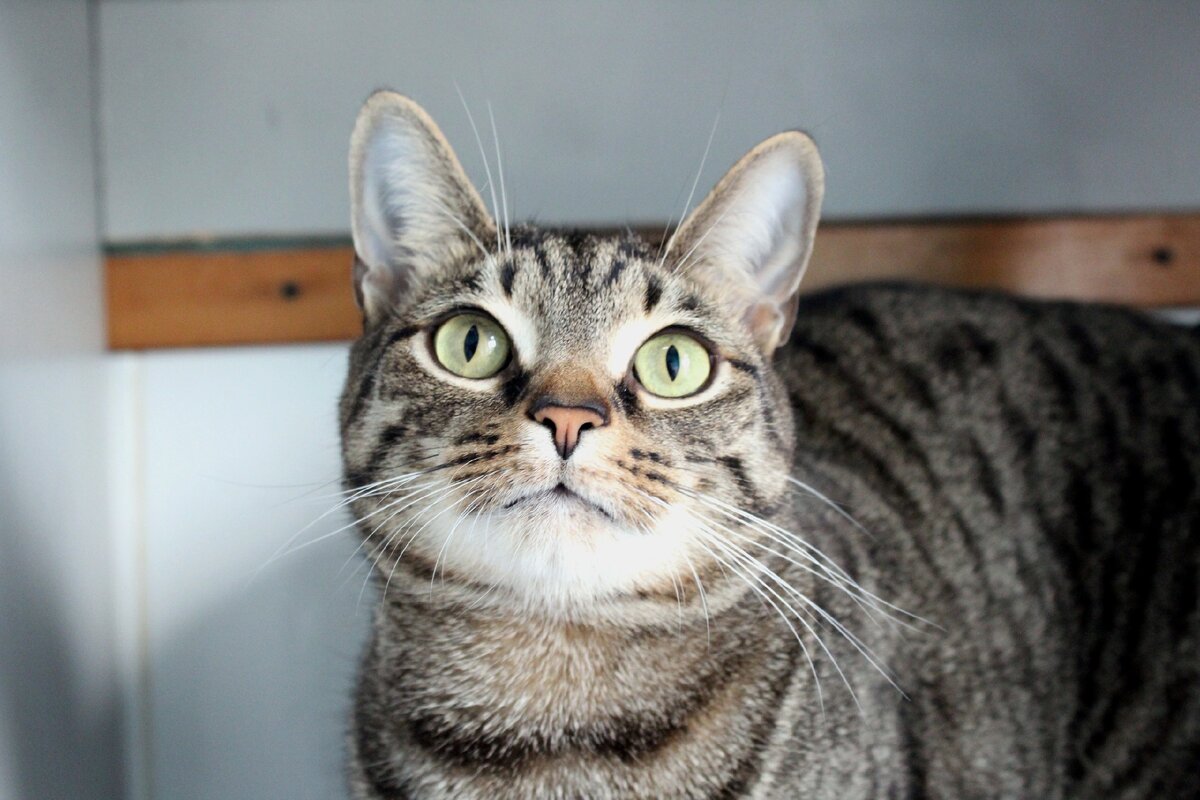 Постоялец зоогостиницы Догги