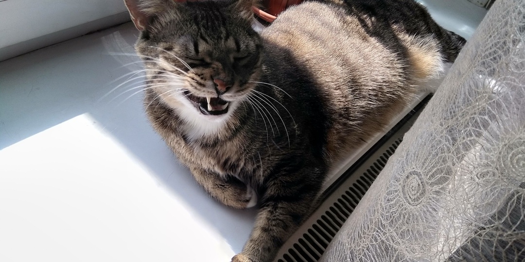 Как Кот придумал Эрдберрот. Отрывок из книги.