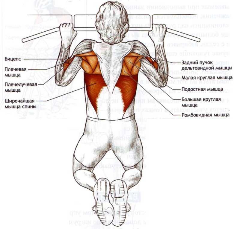 На данном фото показано, какие мышцы качаются и работают при подтягивание