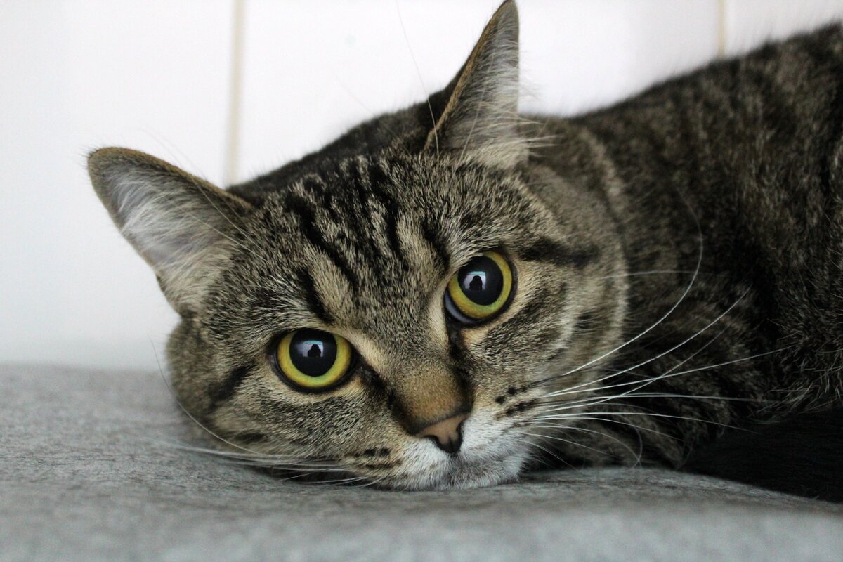 Муся - постоялец зоогостиницы Догги