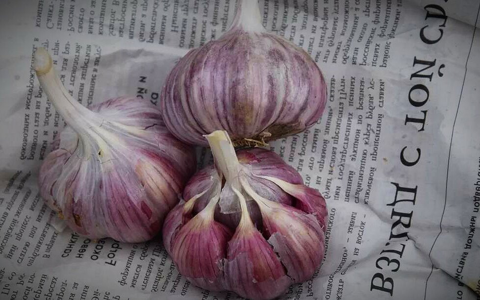 Польза чеснока