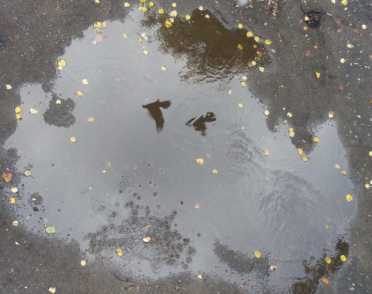 отражение неба в луже. отражение неба в луже. ты думал что я слабая текст песня. день отражений в лужах. отражение облаков в луже.