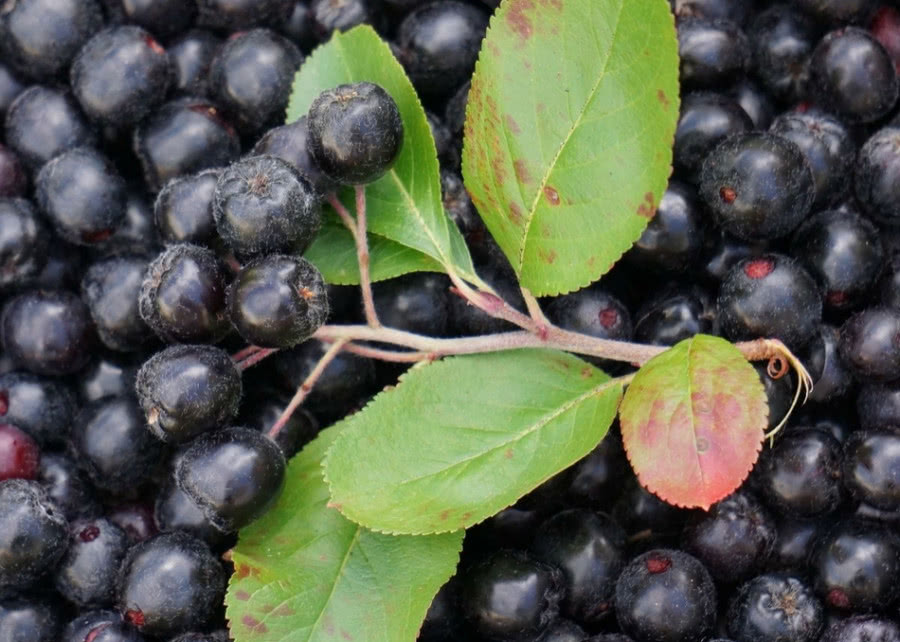 арония ( Aronia melanocarpa ), также известная как черноплодная рябина