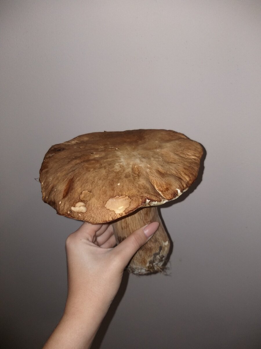 Какой прекрасный гриб🤤