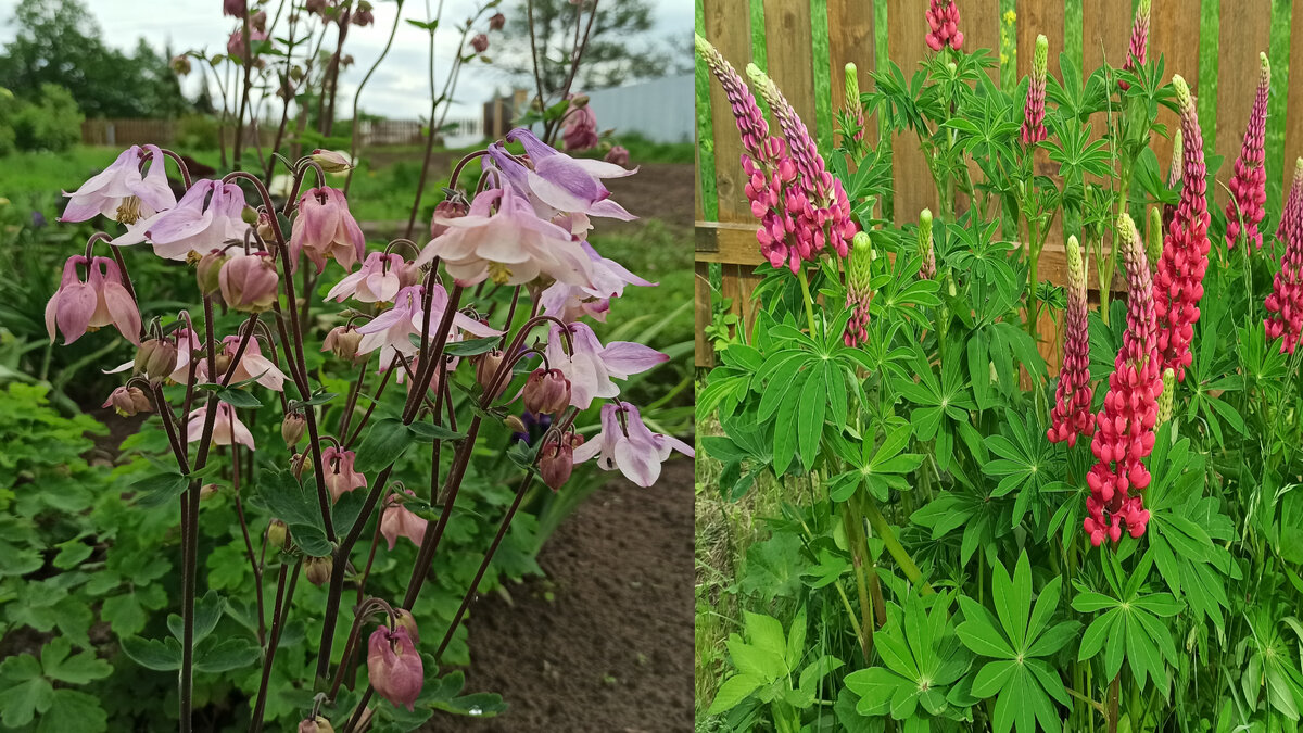 Злостные "сорняки" прекрасно живут на одном месте, если вовремя срезать цветы