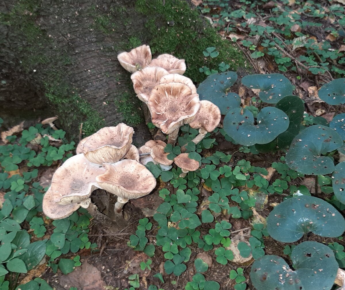 Опята в корнях деревьев.