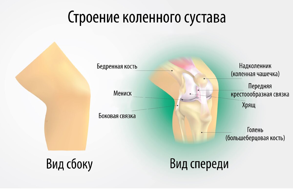 Строение коленного сустава