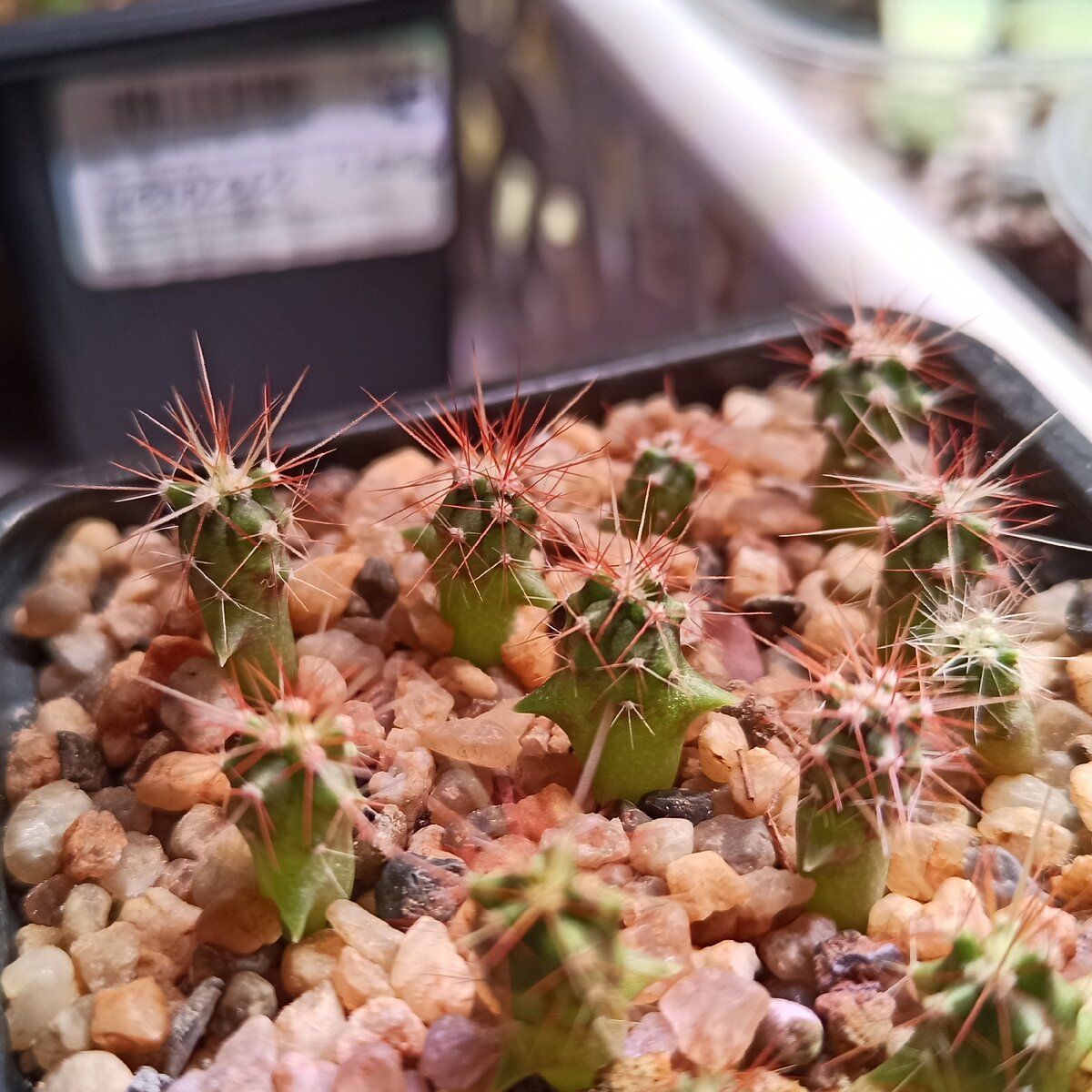 "Забавная смесь" - фото от 11.09.2020