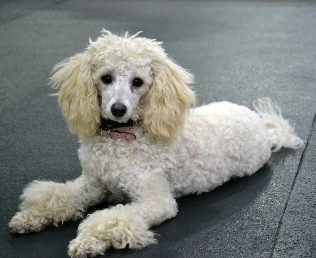 На занятиях в Догги-центре