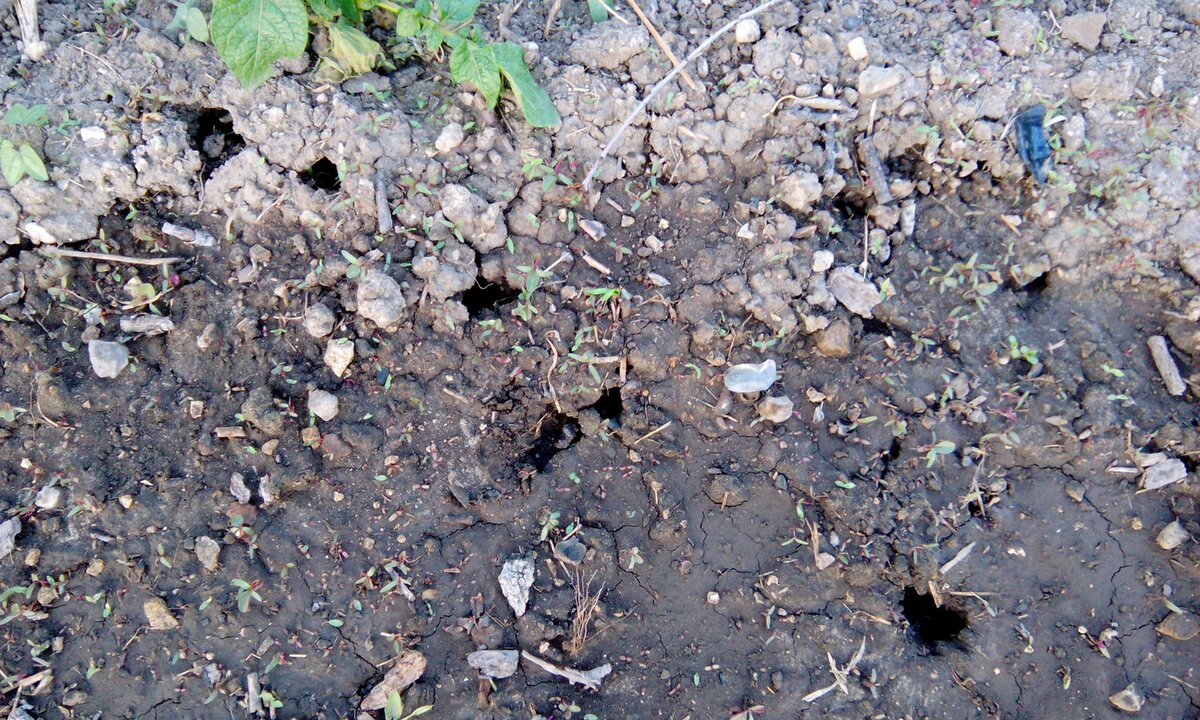 Какие следы оставляет медведка на поверхности земли фото