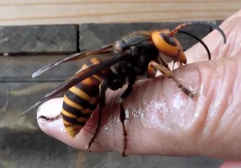 Страшная оса