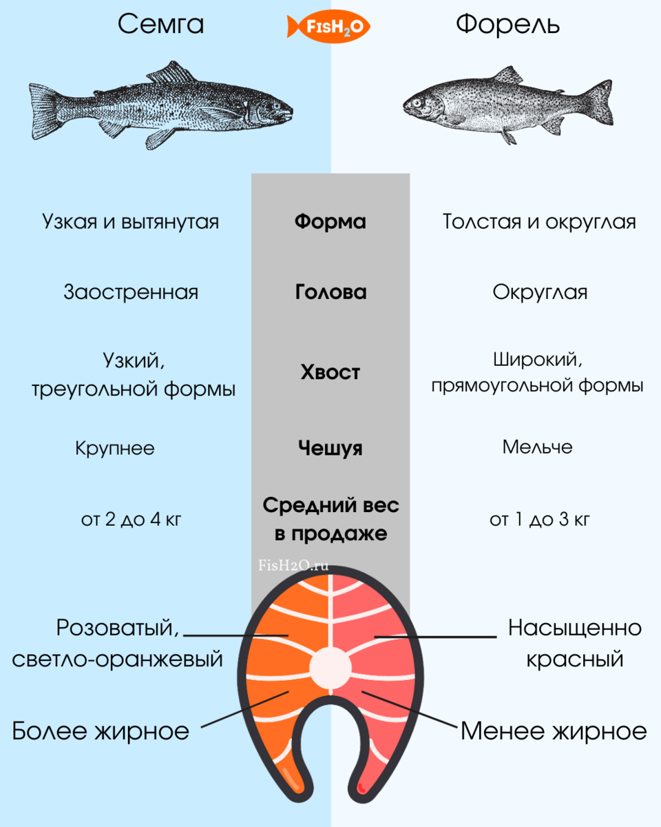 Как отличить семгу от форели? | fish2o | производитель премиум лосося | Дзен