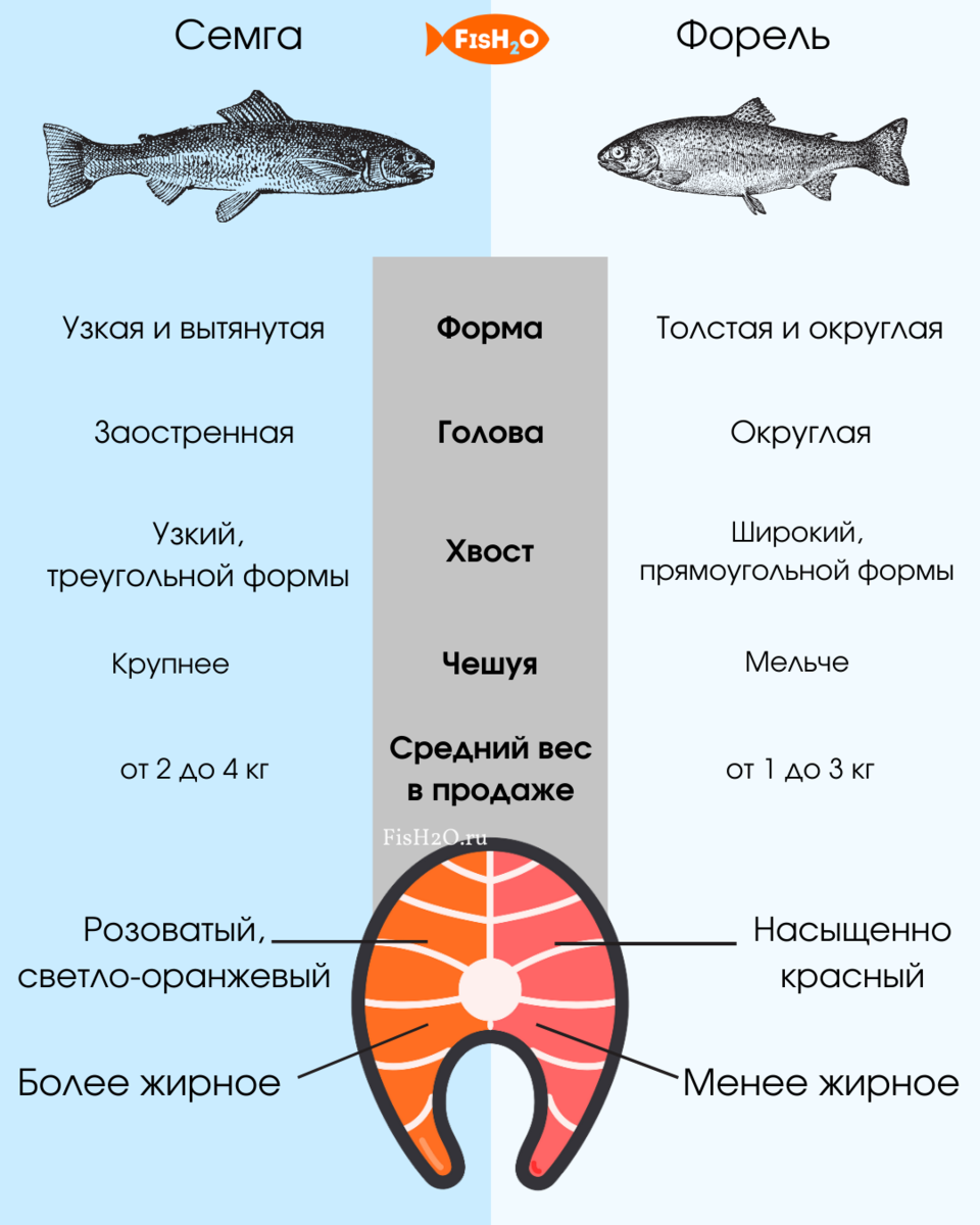 Чем отличаются семга, лосось и форель