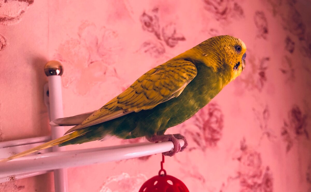 Прилетел на этот насест моментально. 