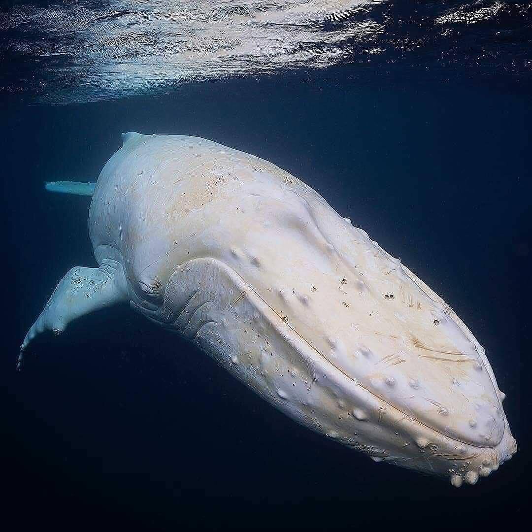 альбинос кит