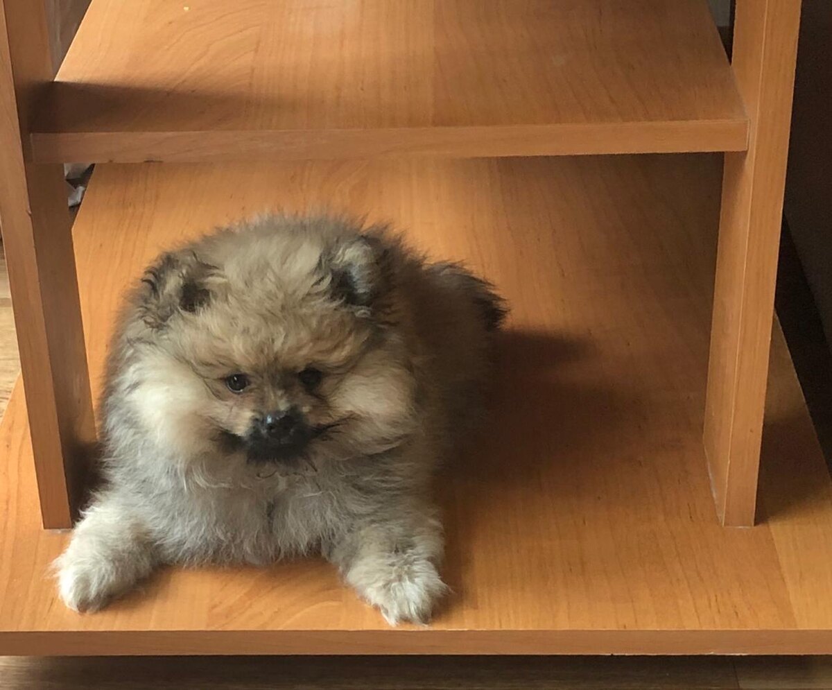 Уделите большое количество времени дрессировке, для начала разучите одну команду, далее прибавляйте ещё команды. Можно начать с команды «Сидеть». Отлично помогают лакомства, главное не превышайте суточную дозу лакомств! 