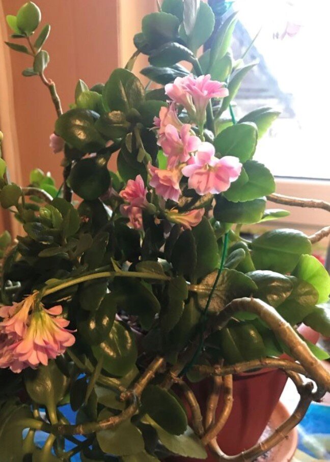 Маточный куст. Период цветения.  Март 2020г. Личный архив. 