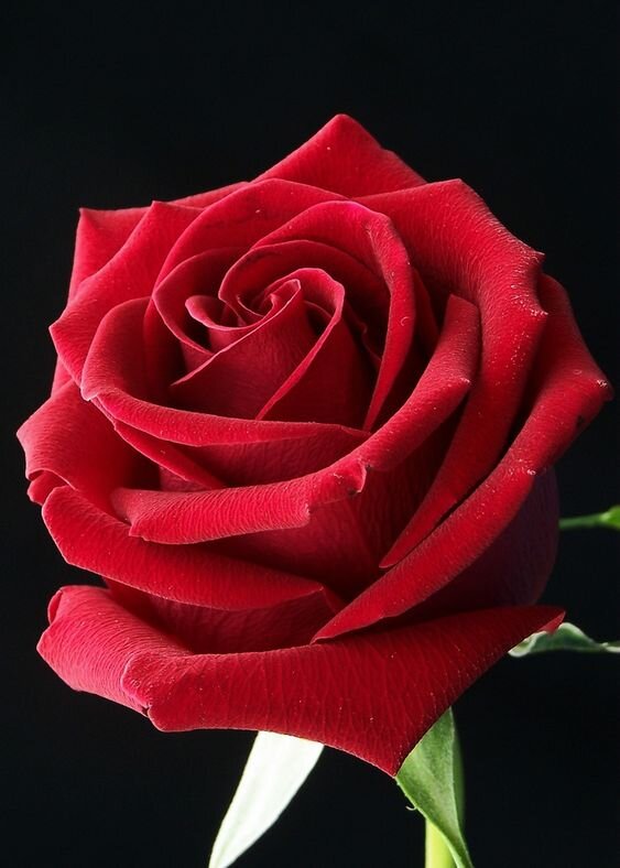 pinterest.com
