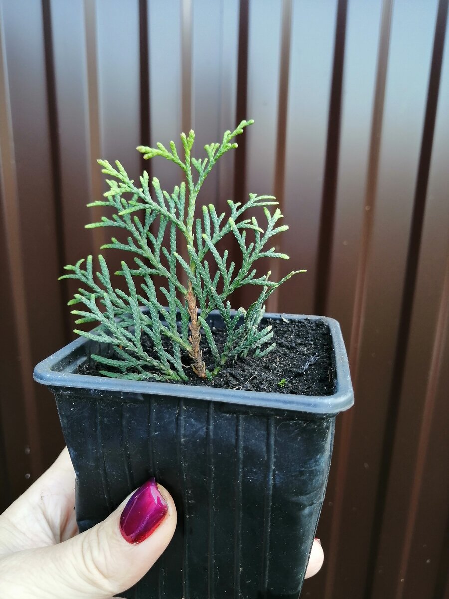 Туя Смарагд