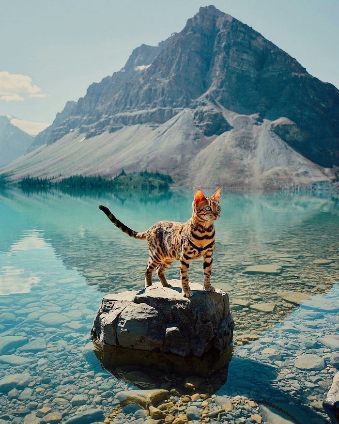                                                        Бенгальская кошка 