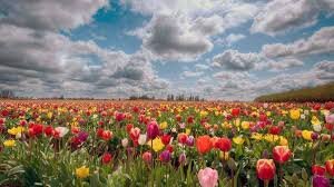 Поле цветов