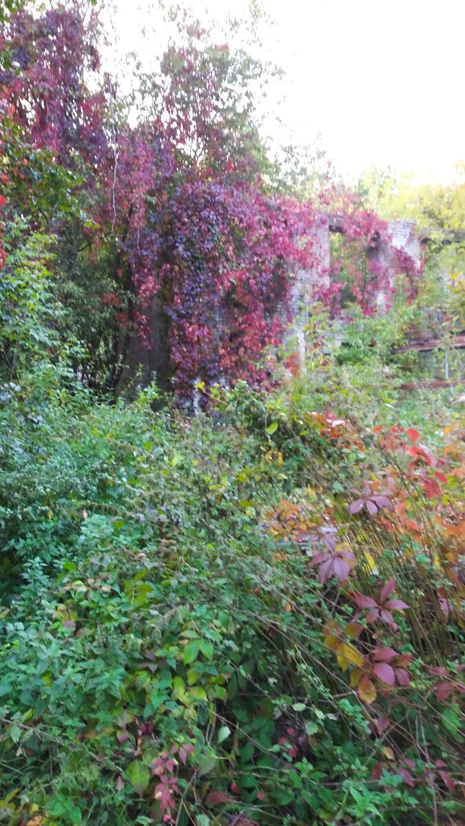 Есть ещё версия, что в этих зданиях в советское время разрабатывали вакцины