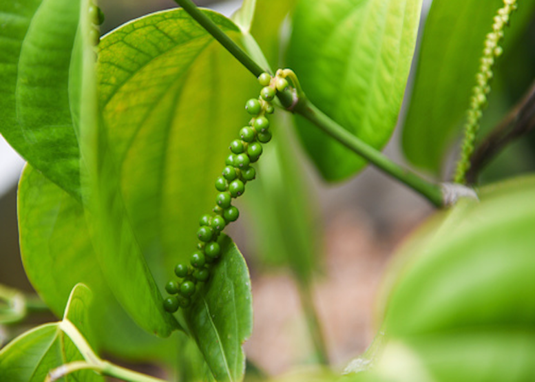 Так выглядит черный перец на ветке.