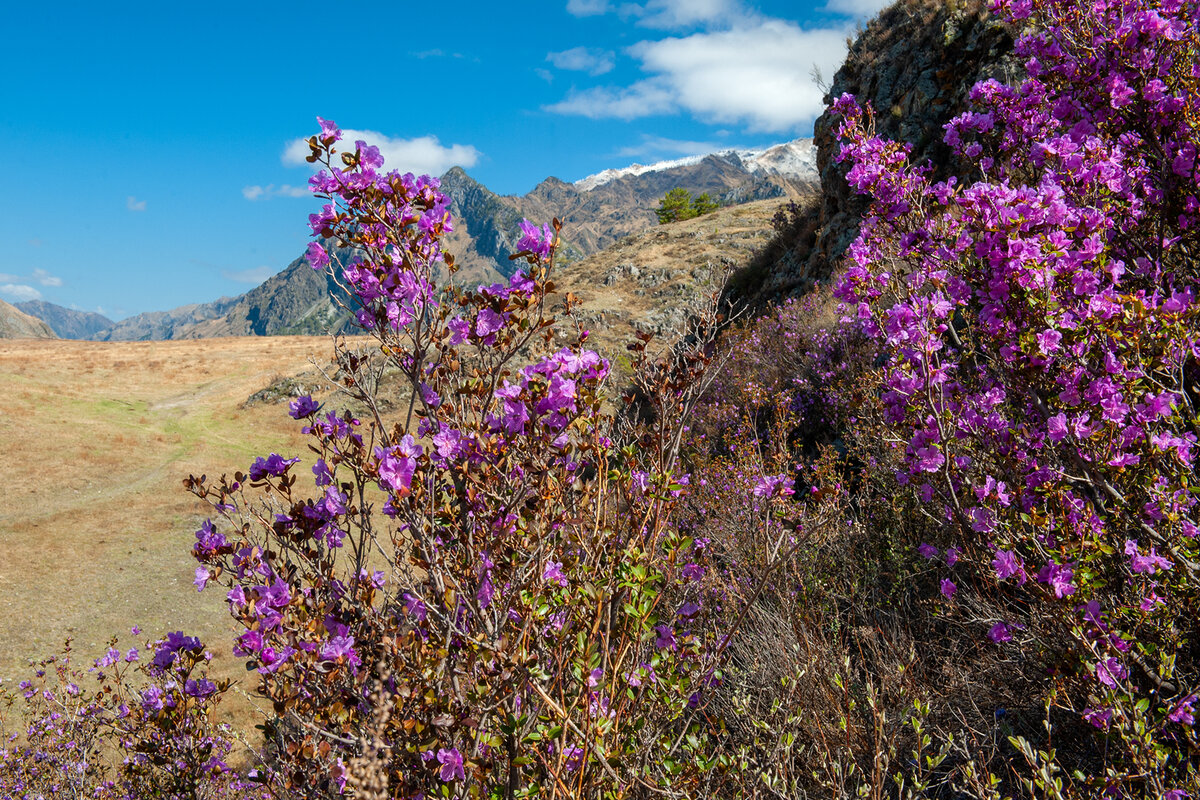 Цветение багульника в забайкалье фото