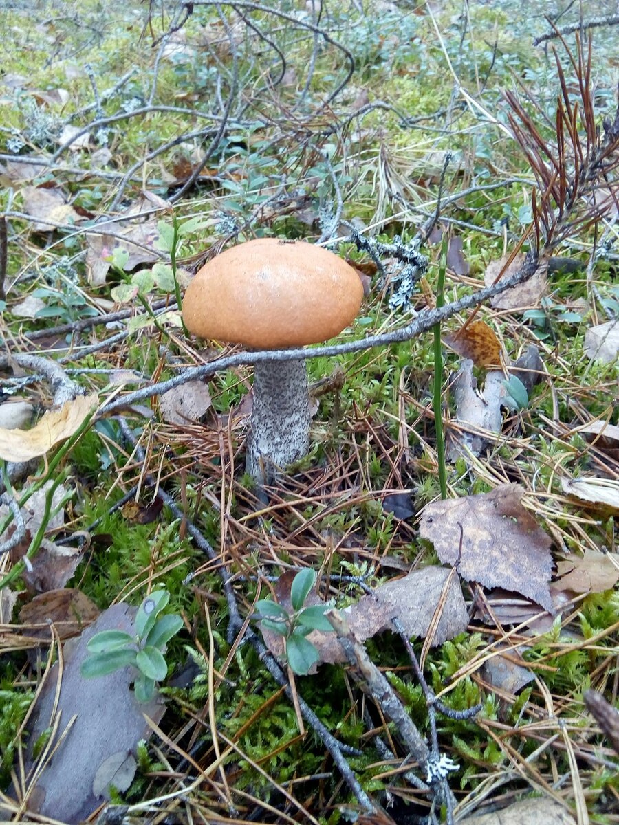 Вот такой подосиновик еще можно встретить