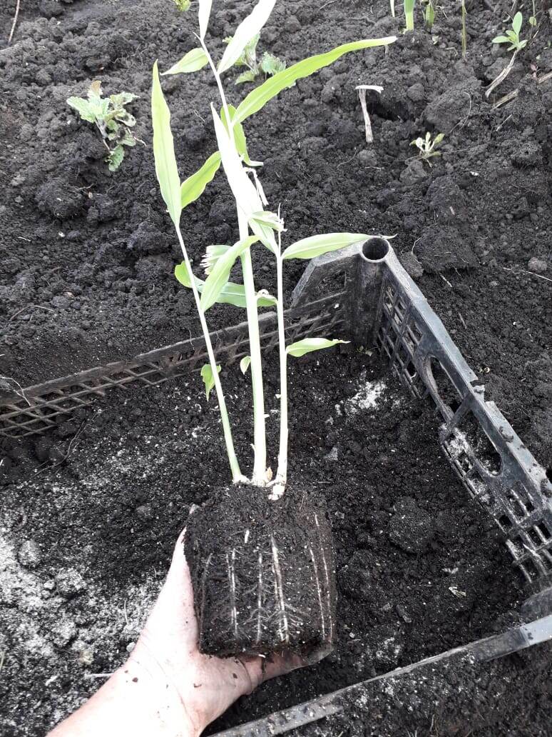 Фото  из  личного  архива.  ВЫСАЖИВАЛА   10.05 2020.   НЕ    ЗАМОРАЧИВАЛАСЬ    С  ПОДГОТОВКОЙ    МЕСТА    И   ПОЧВЫ,   ЛИШЬ    БЫ    ОТ    КОТА     БЫСТРЕЕ   УВЕЗТИ
