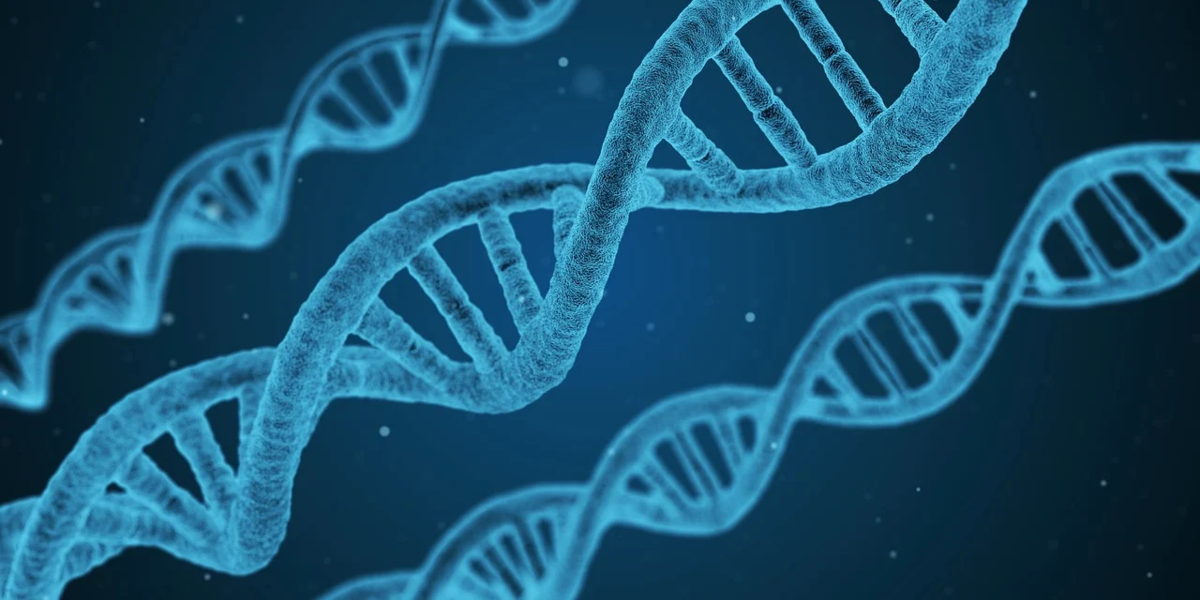 Вся информация о внешнем виде и внутреннем строении организма заложена в его ДНК