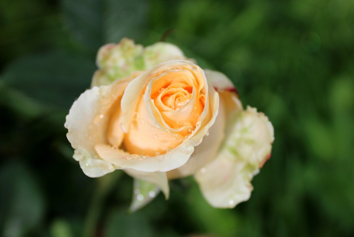 Никогда не получалось укоренить розу черенкованием: ни растущие в своём саду, ни букетные, пробовала многими способами, но...
