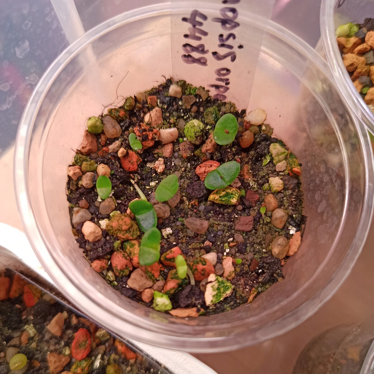 Алоинопсис