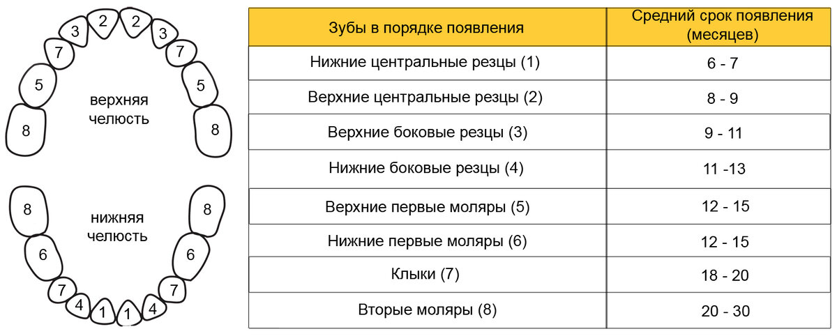 Зубки порядок прорезания. Зубы схема прорезывания молочных. Зубная формула прорезывания молочных зубов. Схема вылезания зубов у малышей. Схема вылезания зубов у ребенка молочных.